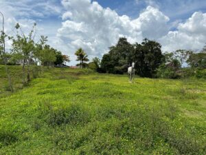 whatsapp image 2026 01 31 at 1.37.16 am